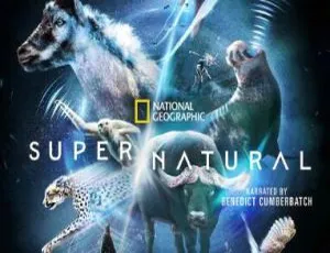 超震撼！《超凡动物奇观》第1季6集国语中字，百度网盘速领！-小文资源网