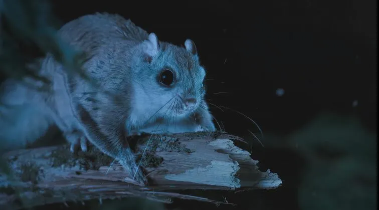 [记录片]《超凡动物奇观 Super Natural》[第1季共6集 国语中字][百度网盘]