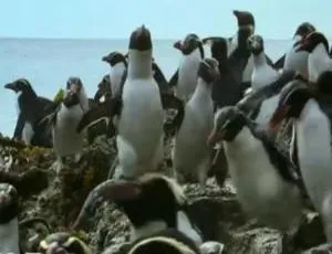 探秘新西兰：神话之岛纪录片（3集原声配音中英双字+百度网盘）-小文资源网