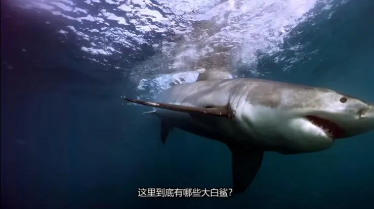 [记录片]《危险礁巨鲨 Megasharks of Dangerous Reef》[第1季共1集  英语中字][百度网盘]