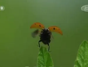 探秘昆虫隐秘世界：3集国语纪录片[百度网盘]-小文资源网