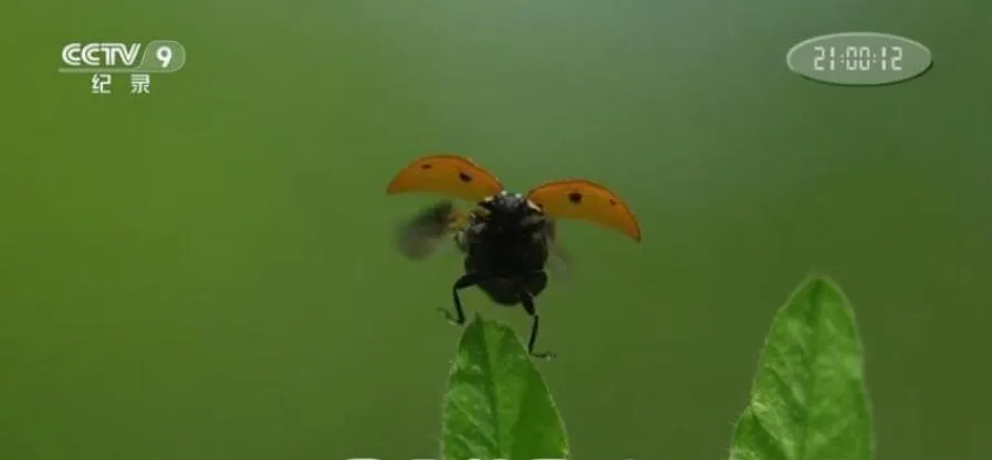 [记录片]《昆虫的隐秘世界》[3集 国语配音中文字幕][百度网盘]