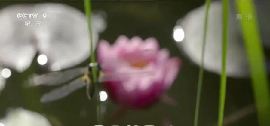 [记录片]《昆虫的隐秘世界》[3集 国语配音中文字幕][百度网盘]