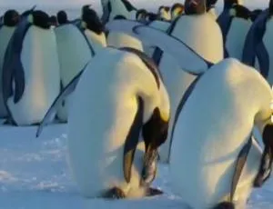 纪录片《王朝 Dynasties 2018》全5集，原声配音中英双字幕，百度网盘资源-小文资源网