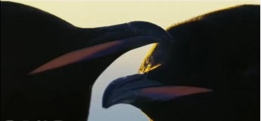 [记录片]《王朝 Dynasties 2018》[全5集 原声配音中英双字幕][百度网盘]