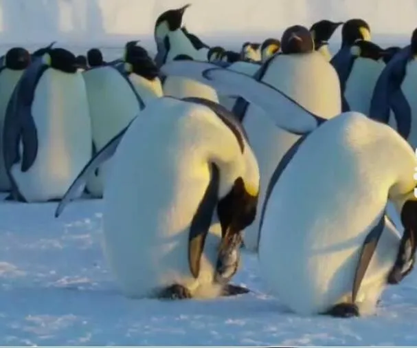 [记录片]《王朝 Dynasties 2018》[全5集 原声配音中英双字幕][百度网盘]