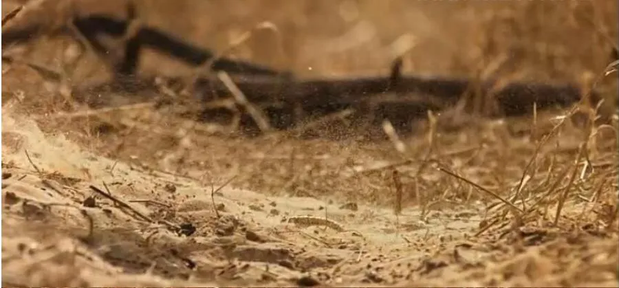 [记录片]《非洲 Africa 2013》[全6集 英语配音中英双字幕][百度网盘]